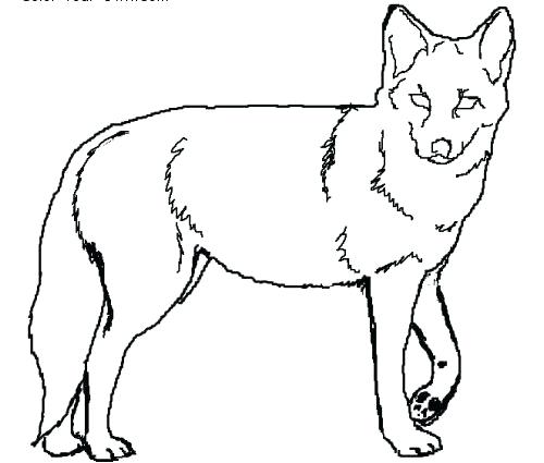 500x425 Coyote Coloring Page X Wile Coyote Coloring Pages