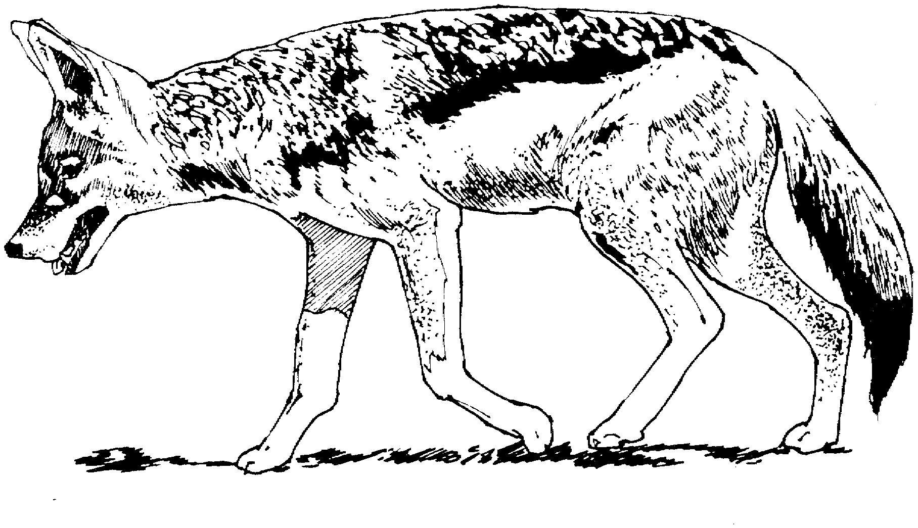 1816x1045 Bonanza Coyote Coloring Page Pages Printable