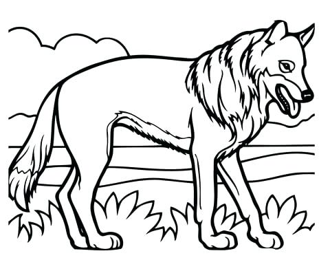 480x394 Coyote Coloring Page Click To See Printable Version Of Realistic