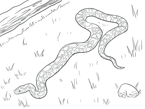 480x360 Large Coloring Pages