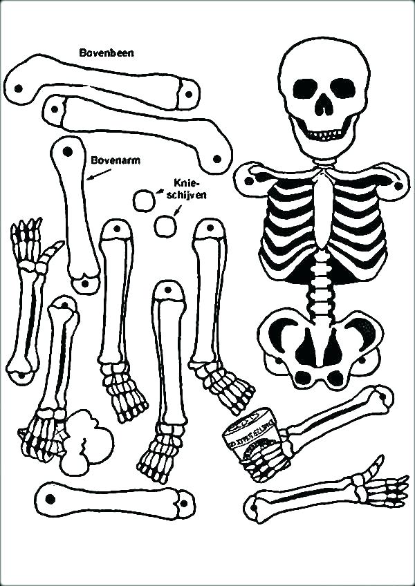 600x848 Anatomy Coloring Page Brain Coloring Pages Heart Anatomy Coloring