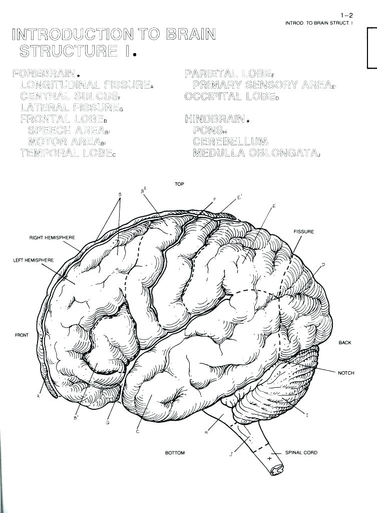 753x1024 Human Anatomy Coloring Book And Skull Coloring Pages Anatomy Human