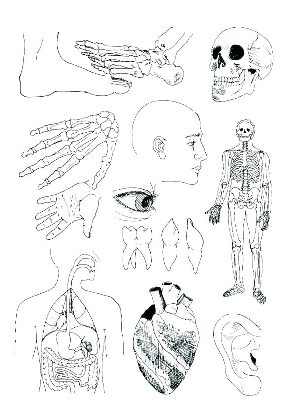600x847 Human Anatomy Coloring Book Human Muscles Coloring Pages Free