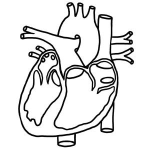 300x300 Upper Body Human Anatomy Coloring Pages Upper Body Human Anatomy