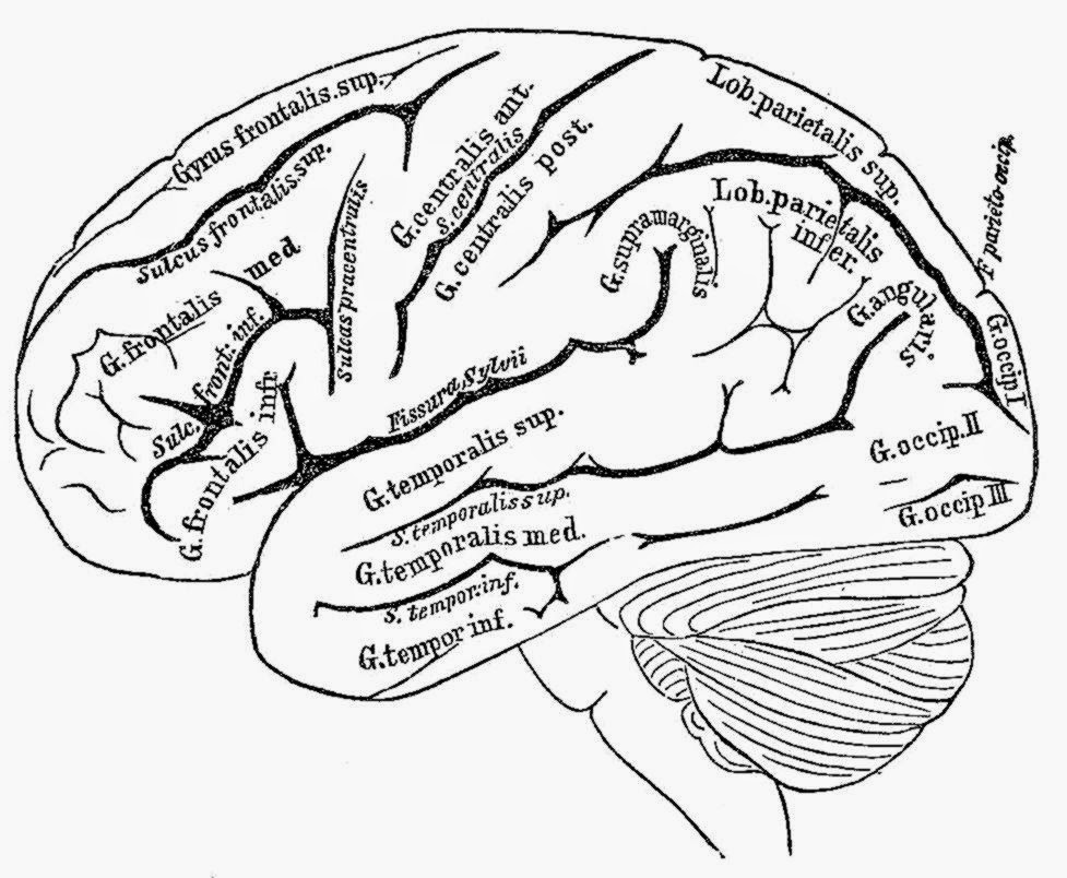 977x804 Adhd Brain Coloring Page Human Brain Essay Brain Anatomy Coloring