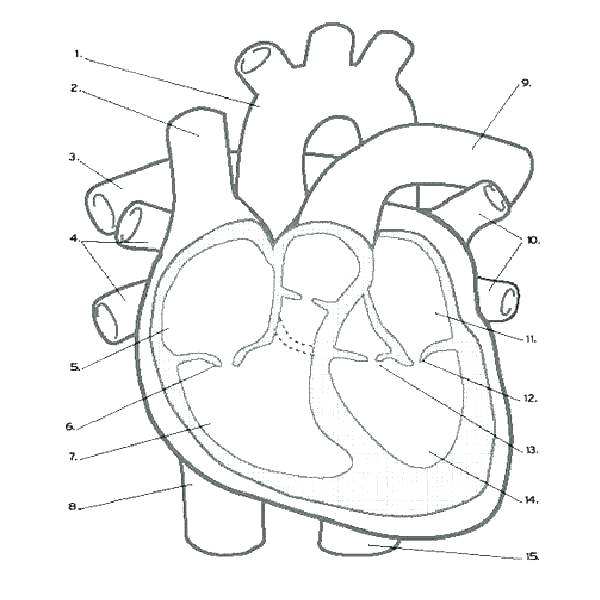 600x600 Anatomy And Physiology Coloring Pages Free