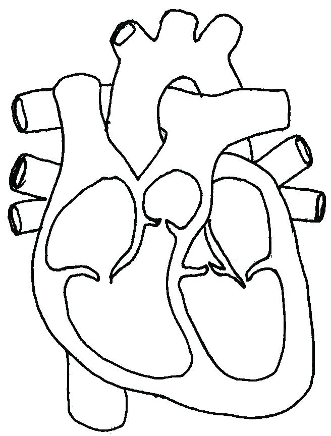 656x864 Anatomy Coloring Pages Adults Anatomy Coloring Pages