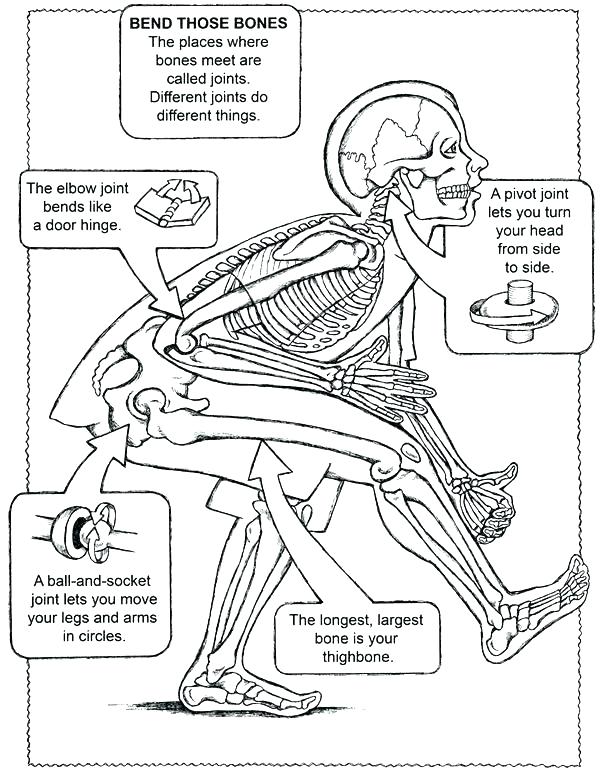 600x770 Human Anatomy Coloring Pages Free Printable Human Anatomy Coloring
