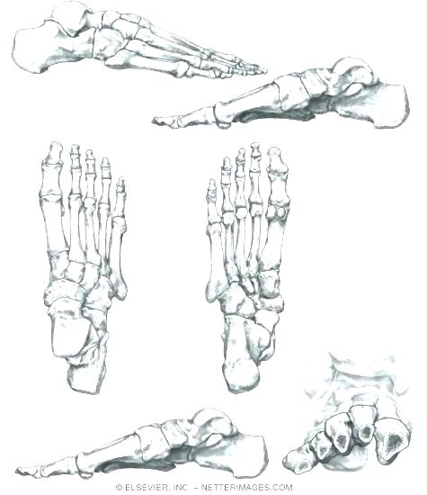 475x550 Human Anatomy Coloring Pages Human Anatomy Coloring Pages