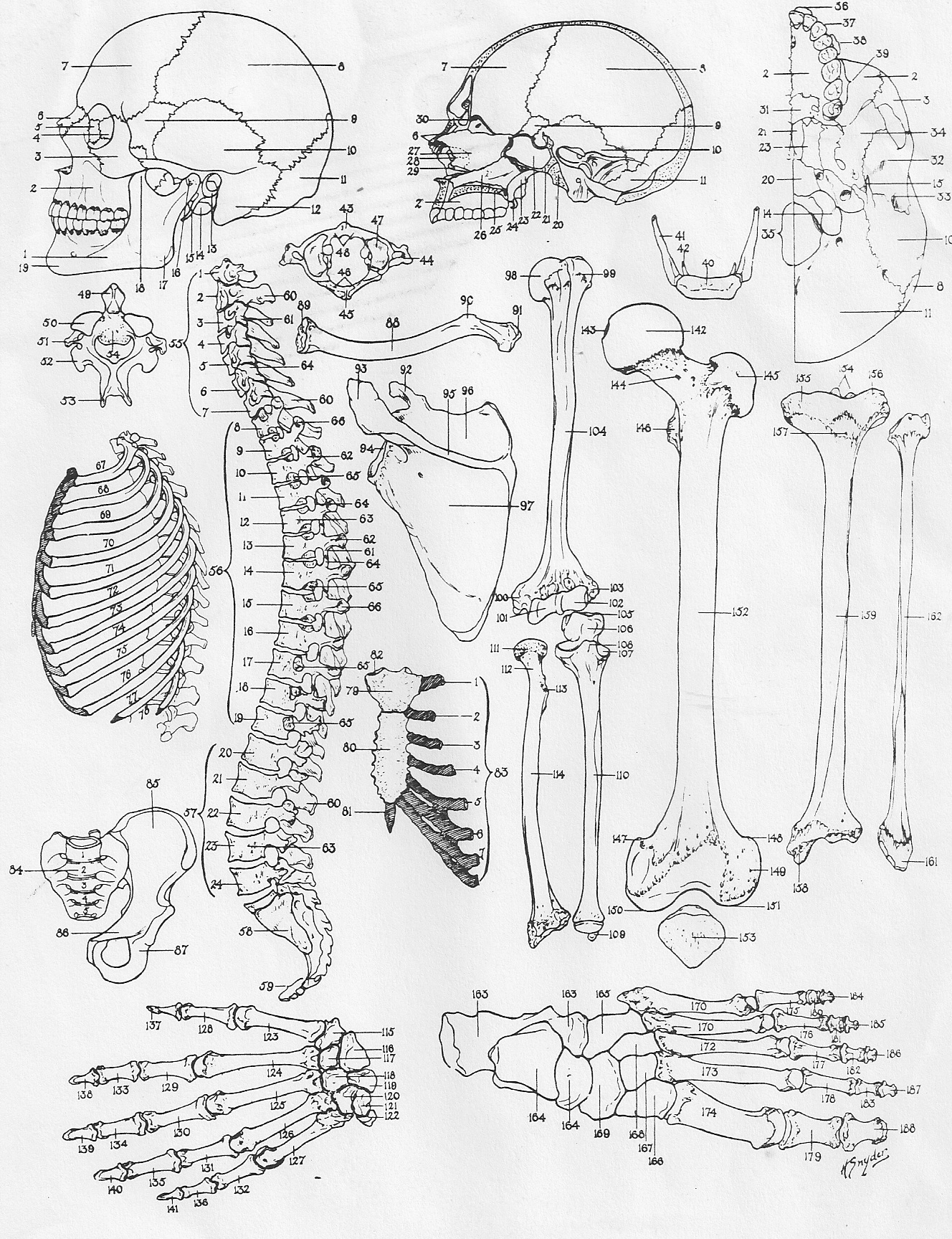 1328x1728 Anatomy Coloring Pages And Free Printable Human Glum Me New