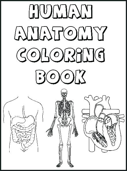 440x594 Pictures Heart Anatomy Coloring S On Free Printable Human Anatomy