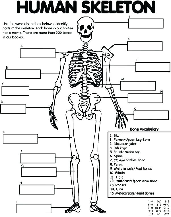 601x762 Skeleton Coloring Pages To Print Top Anatomy Coloring Pages Print