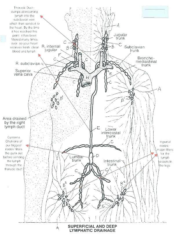 618x812 Skull Coloring Pages Anatomy Anatomy Coloring Page Plus Free