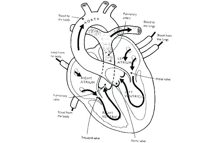 720x460 X Human Anatomy Coloring Pages Free Printable Heart Page Human
