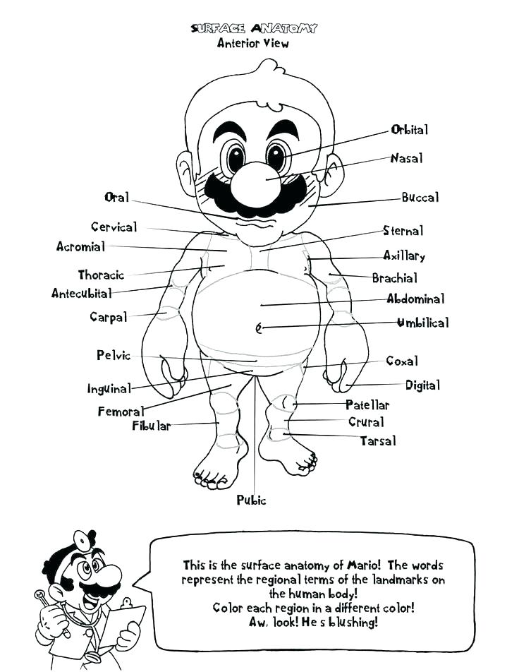 736x952 Free Printable Human Anatomy Coloring Pages