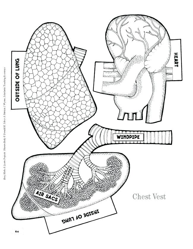 650x841 Free Printable Ana Elegant Free Printable Human Anatomy Coloring