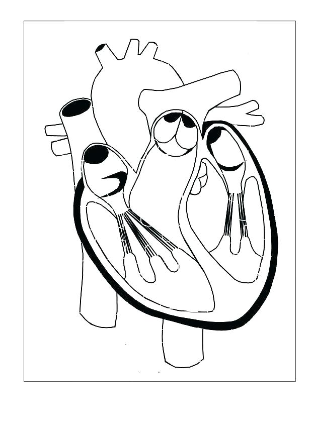 618x874 Body Coloring Pages Kids N Coloring Pages Of Human Body Human Body