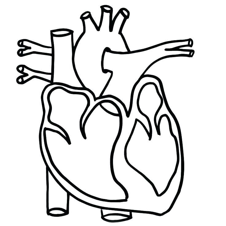 736x736 Human Body Coloring Pages Human Body Muscle Coloring Pages
