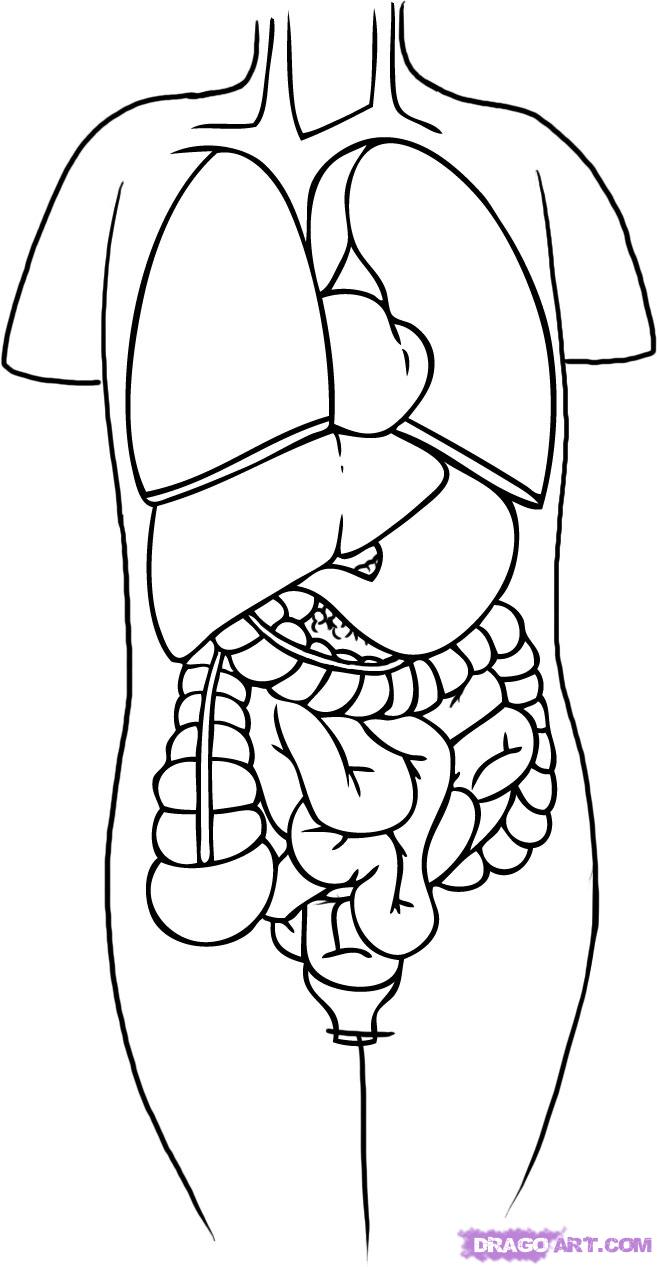 657x1267 Powerful Human Body Coloring Pages Anatomy She