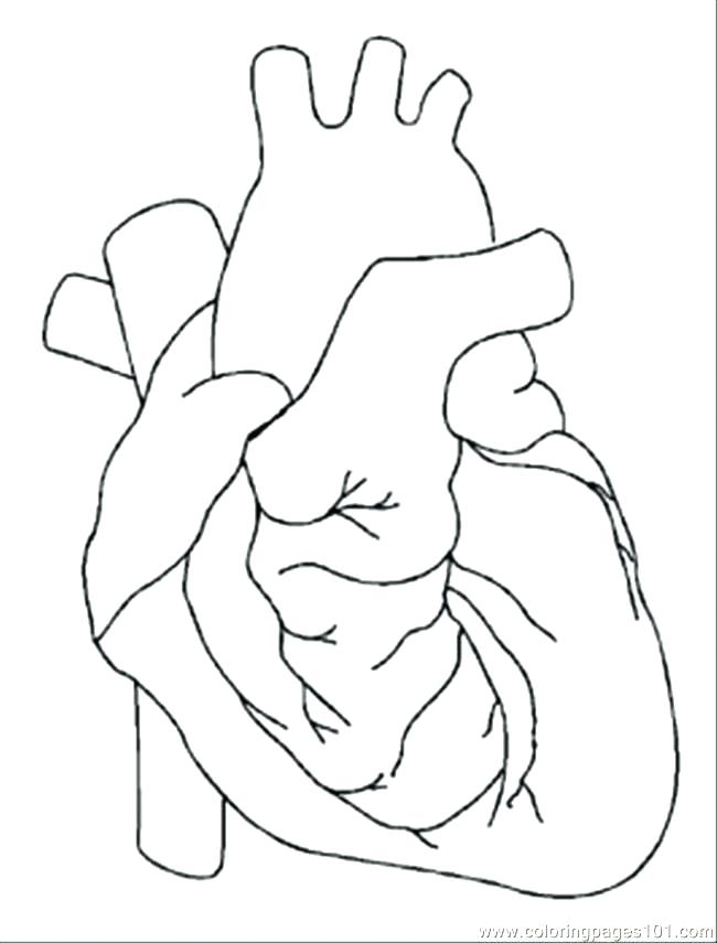 650x855 Coloring Pages Human Body Internal Organs