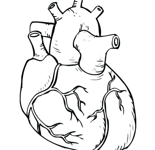 620x600 Body Coloring Pages Body Parts Coloring Sheets For Kindergarten