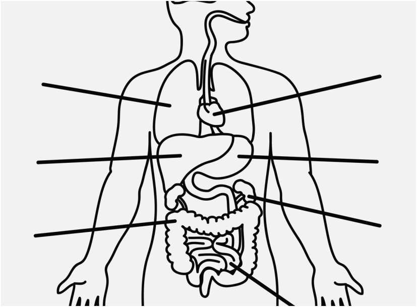 827x609 The Superior Gallery Skeletal System Coloring Pages Very Popular