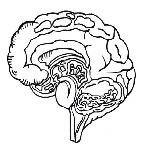 605x590 Human Anatomy Coloring Pages Free Printable Coloring Page