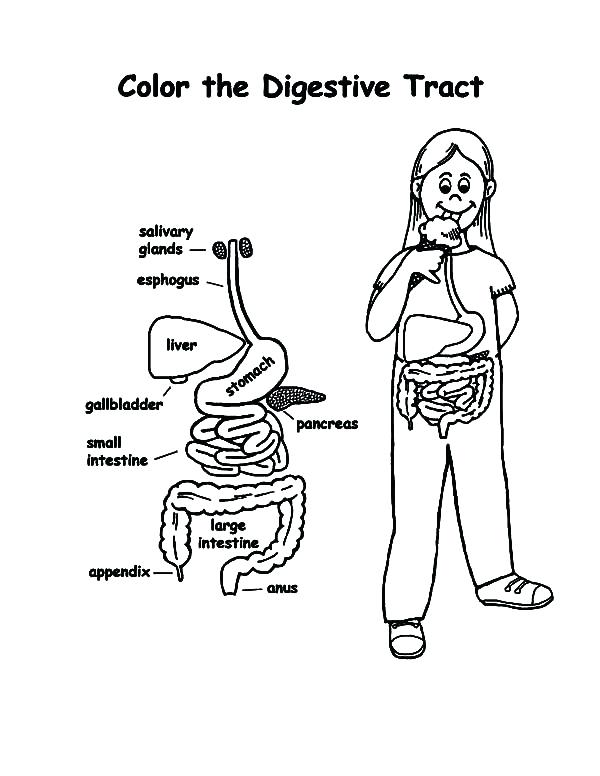 600x776 Body Coloring Body Coloring Pages Human Anatomy Coloring Pages