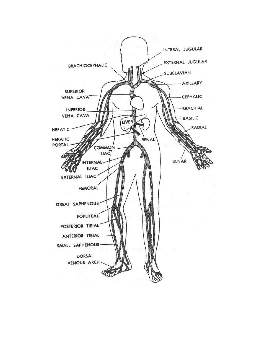918x1188 Human Body Coloring Pages