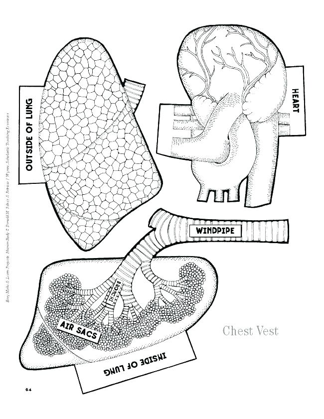 650x841 Human Body Coloring Pages Human Anatomy Coloring Pages Anatomy