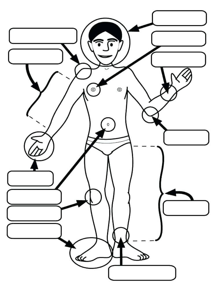 750x1000 Human Body Coloring Pages Human Body Coloring Page Human Body