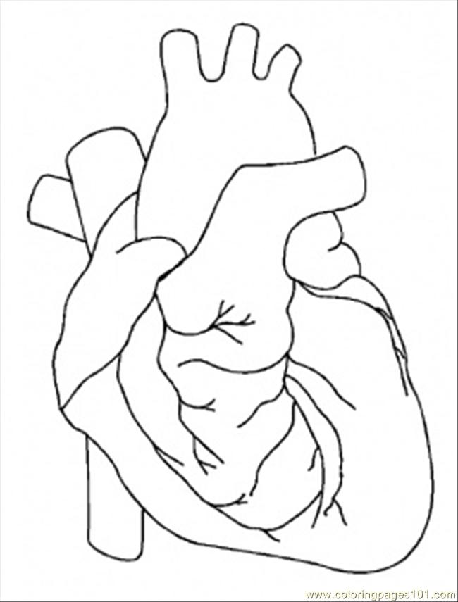 650x855 Human Body Systems Coloring Pages Many Interesting Cliparts