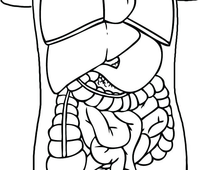 657x544 Human Skeleton Coloring Page Human Skeleton Coloring Pages