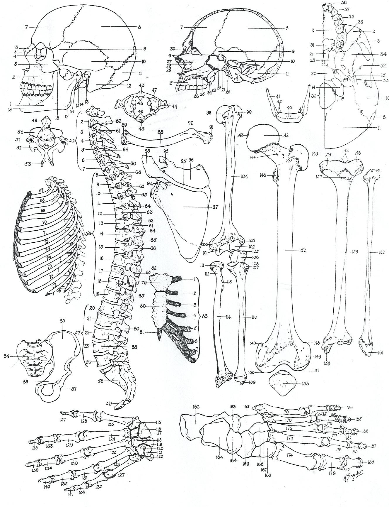 1328x1728 Lovely Design Ideas Free Printable Anatomy Coloring Pages In Human
