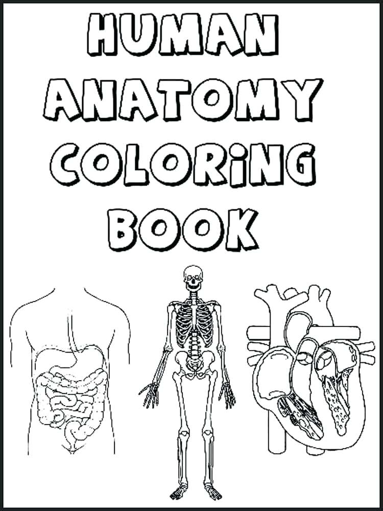 750x1000 Muscular System Coloring Pages Digestive System Coloring Page