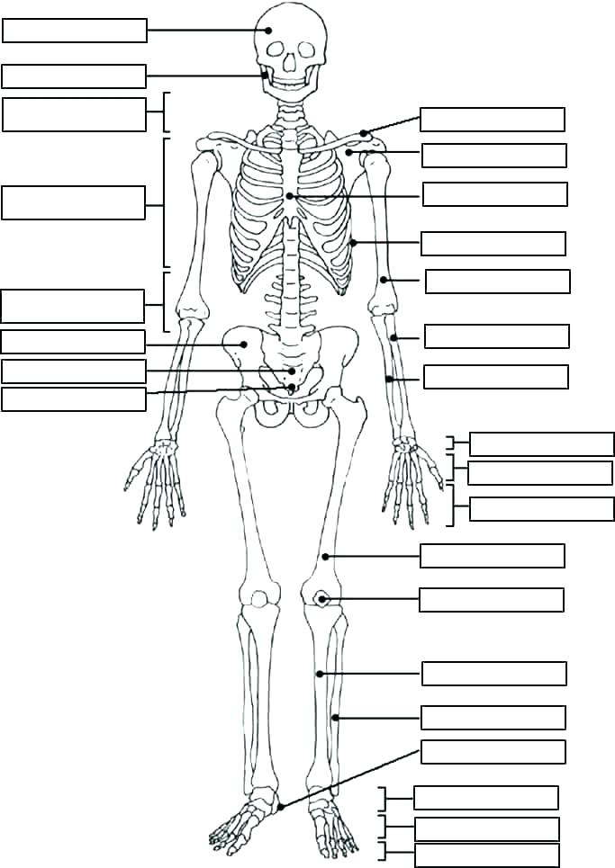 683x965 Skeleton Coloring Sheet Coloring Pages Skeleton Coloring Page Free