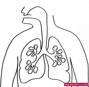 Human Body Organs Coloring Pages