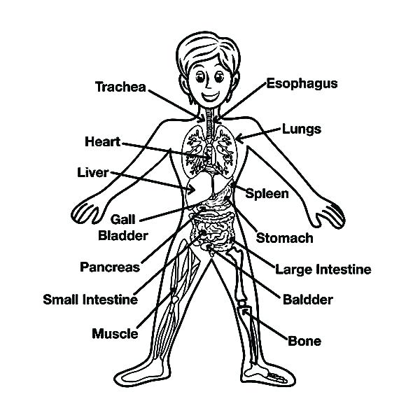 600x600 Human Body Coloring Pages Human Body Heart Coloring Pages Internal