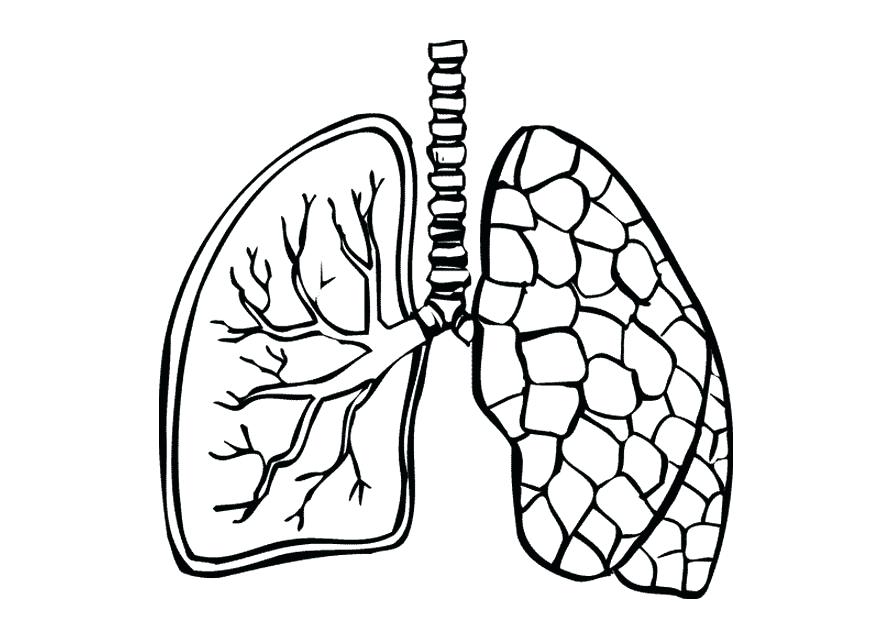 875x620 Human Body Coloring Pages Printable Human Body Parts S The Home