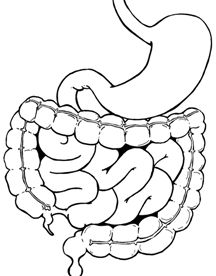 216x276 Human Body Organs Printable Coloring Pages Human Body Organs