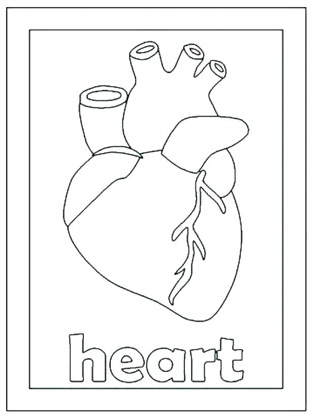 618x824 Human Heart Coloring Page Human Heart Coloring Page Human Coloring
