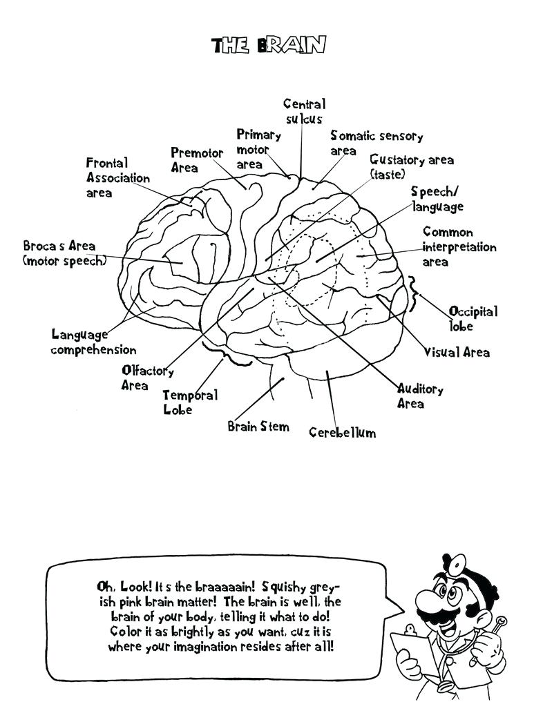 786x1017 Human Organs Coloring Page