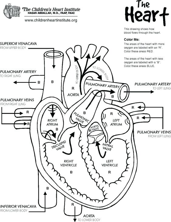 564x729 Lovely Design Ideas Free Printable Anatomy Coloring Pages In Human