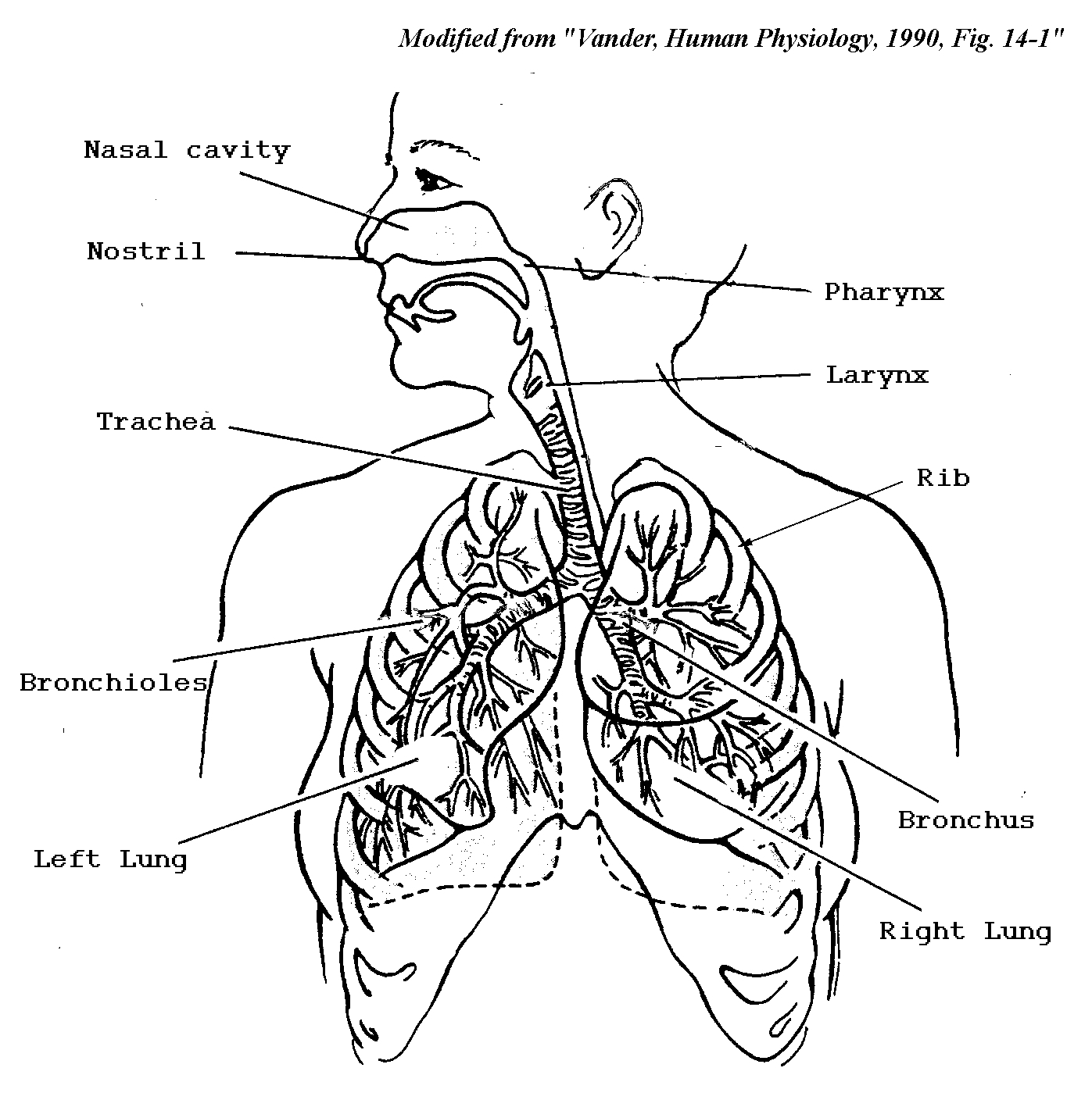 1397x1408 Unique Human Body System Coloring Pages Design Printable