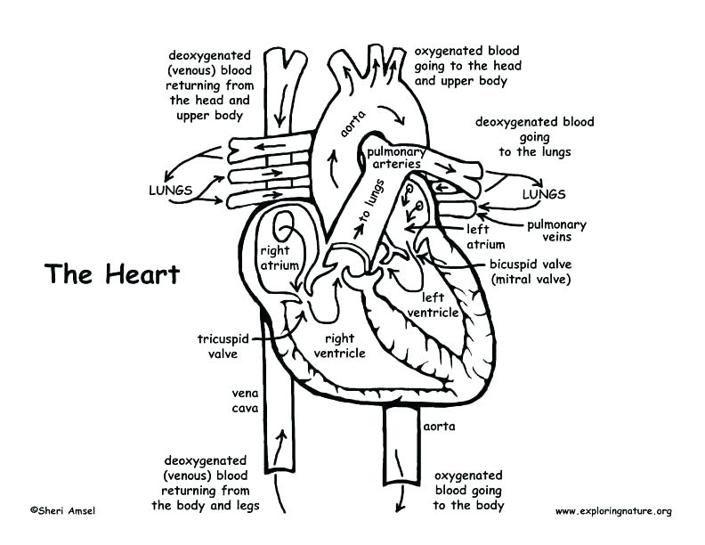 792x612 Anatomy Coloring Book Pages