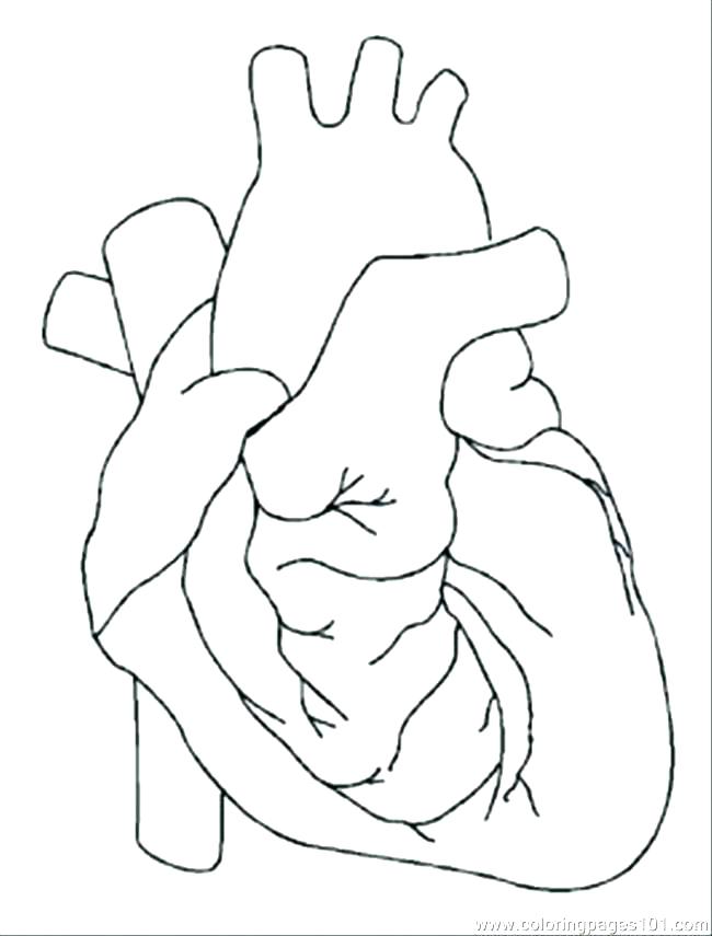 650x855 Human Heart Coloring Pages