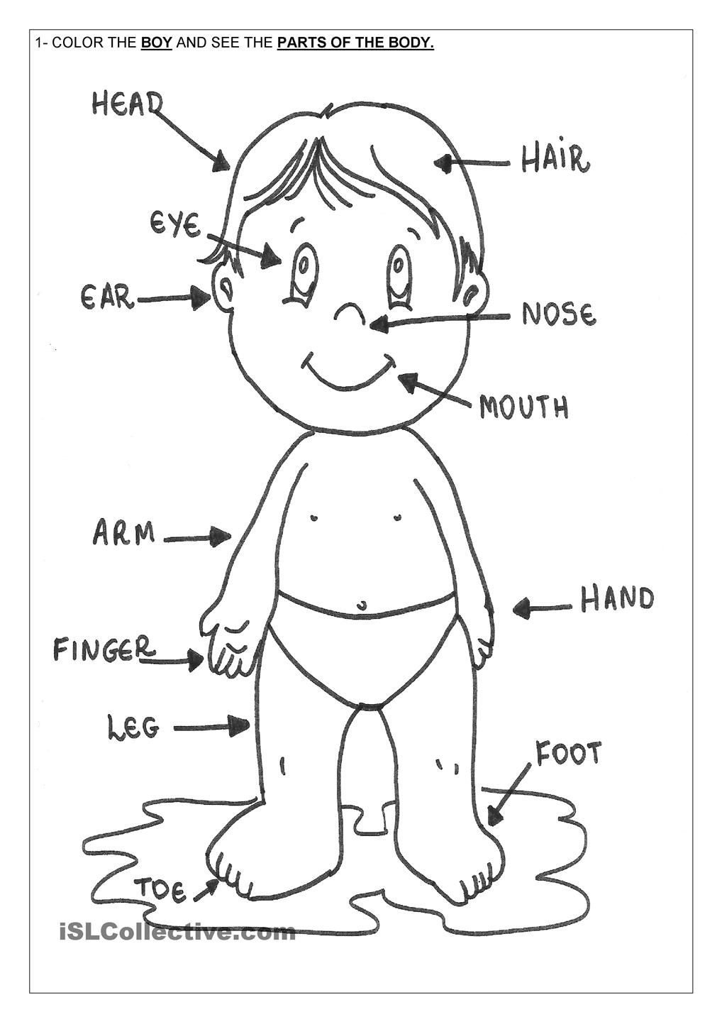 1018x1440 Body Parts Coloring Pages 557282 At Human Organs Page
