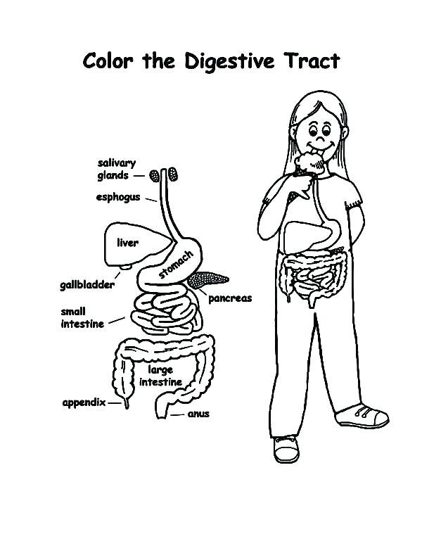 600x776 Body Parts Coloring Page Body Coloring Page Human Body Coloring