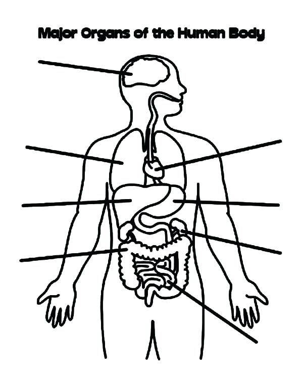 600x748 Human Body Coloring Pages Human Body Organs Coloring Pages Human