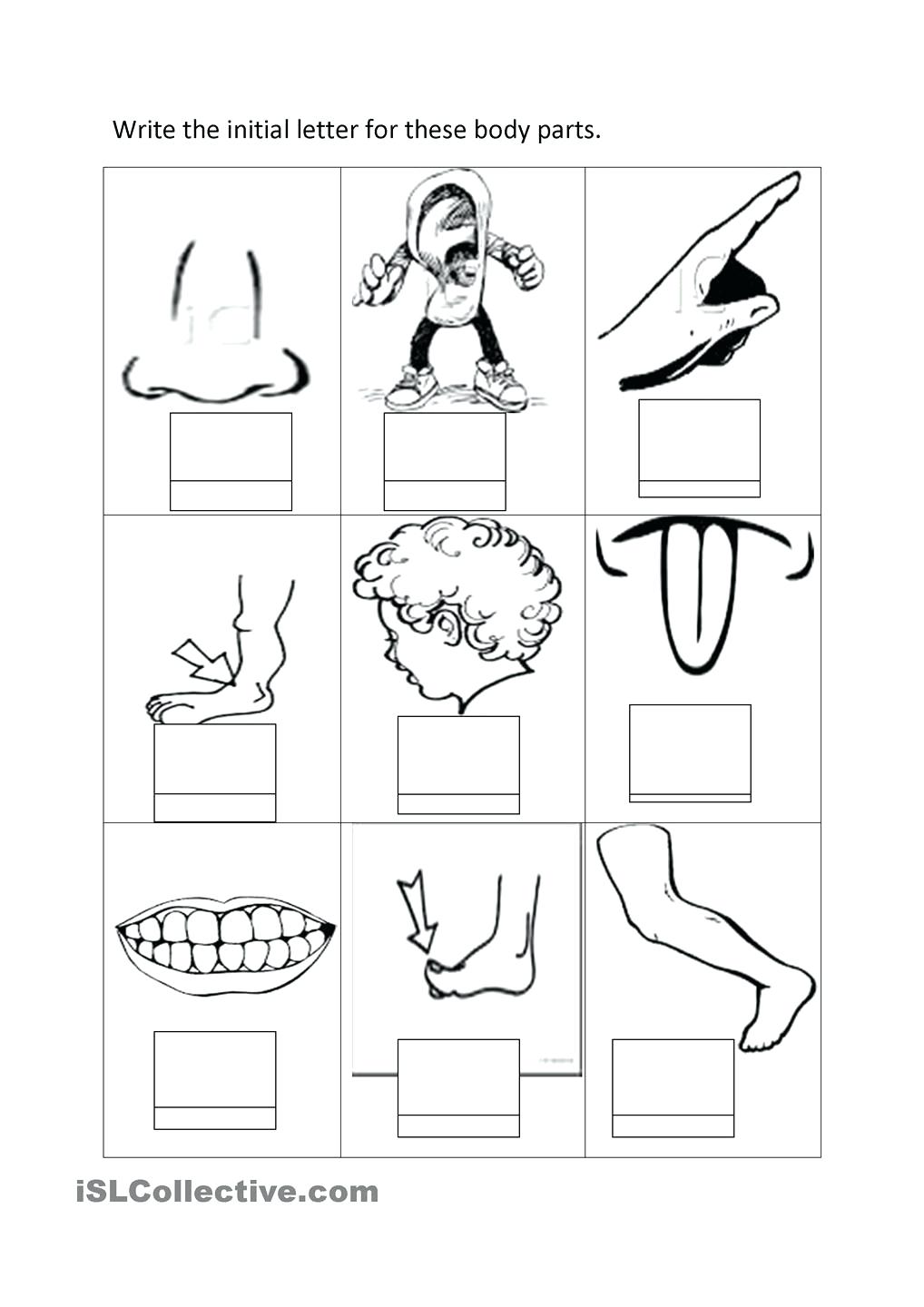 1018x1440 Human Body Parts Coloring Pages Preschool Page Of The To Print